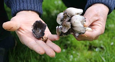 Doğadan toplanan mantarlara dikkat