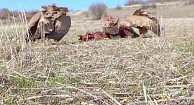 Domuz leşine gelen akbabalar, fotokapana takıldı
