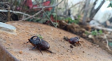 Dünyanın en güçlü böceği Yüksekova'da görüldü