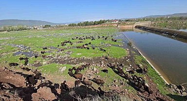 Elazığ'a bahar geldi, koyun sürüleri otlağa indi