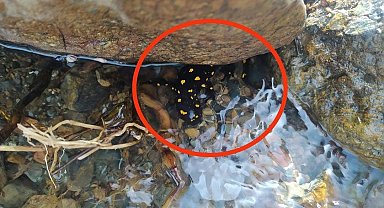 Elazığ'da 'sarı benekli semender' görüldü