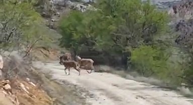 Elazığ'da dağ keçileri görüldü