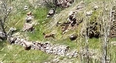 Elazığ'da dağ keçileri görüntülendi