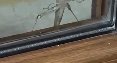 Elazığ'da dev etçil çekirge görüntülendi