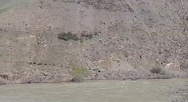 Elazığ'da domuz sürüsü görüntülendi