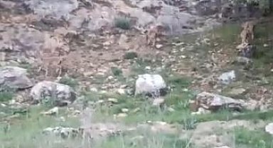 Elazığ'da koruma altındaki dağ keçileri sürü halinde görüntülendi