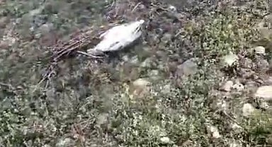 Elazığ'da martı ölümleri tedirginlik yaşattı