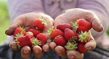 Elazığ'da örtü altı çilekte ilk hasat