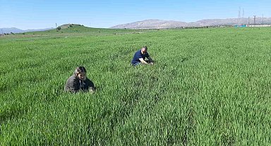 Elazığ'da süne ile mücadele çalışmaları başladı