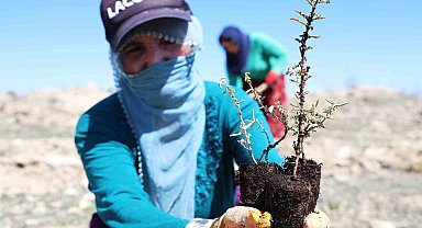 Elazığ'da tarımsal ekosistemler için önemli adım: Amerikan tuz çalısıyla ilk kez mera ıslahı başladı