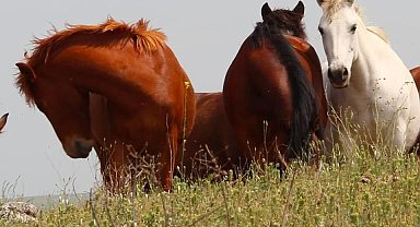 Elazığ'da yılkı atları görüldü