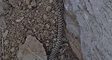 Elazığ'da zehirli kocabaş yılanı görüntülendi