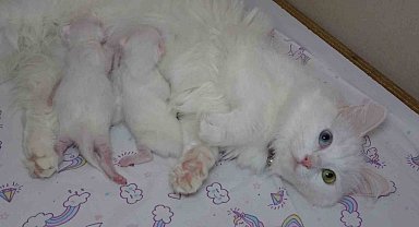 En güzel Van kedisi 'Mia' üçüncü kez anne oldu