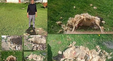 Erzincan'da başıboş köpeklerin saldırdığı 7 koyun telef oldu
