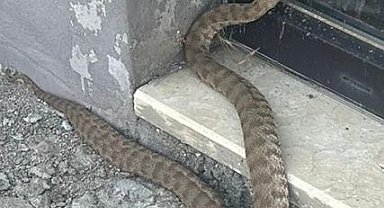 FÜ Zooloji Ana Bilim Dalı Dr. Öğr. Üyesi Temizer: "Küresel ısınma ve ekolojik yapı değişti, yılan popülasyonu arttı"