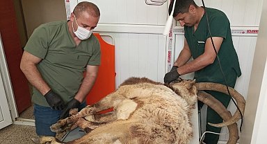 Hakkari'de yaralı yabani teke tedavi altına alındı