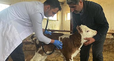 Hayvancılıkta modern teknikler ile buzağı kayıpları azalacak