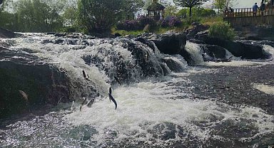 İnci kefalinin zorlu göçü başladı