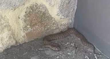 Isırığı bir insanı öldürmeye yetiyor: 2 metrelik engerek yılanı görüntülendi
