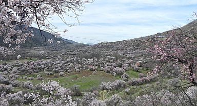 İspir'de bademler çiçek açtı