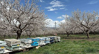 Kağızman'da kayısı ağaçları çiçek açtı