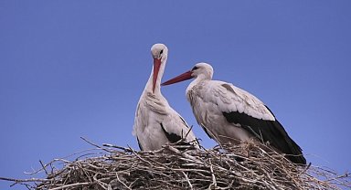 Kars'a baharın müjdecisi leylekler geldi