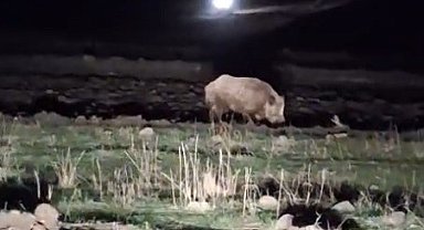 Kars'ta aç kalan domuz köye indi