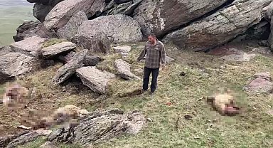 Kars'ta kurt saldırısı: 70 koyunu telef oldu