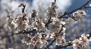 Kayısıda ilkbahar ilaçlaması