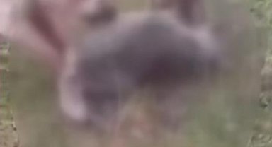 Kemah'ta kurdu iki köpeğe boğdurup leşini yakan kişi gözaltına alındı