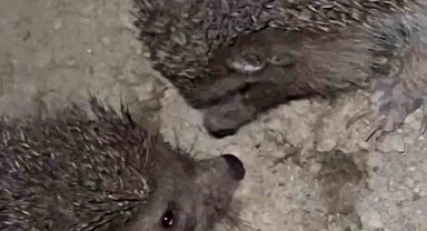 Kirpilerin ilginç anları kameraya yansıdı