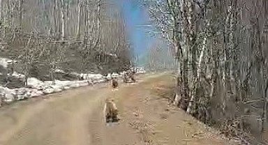 Kış uykusundan uyanan ayılar görüntülendi