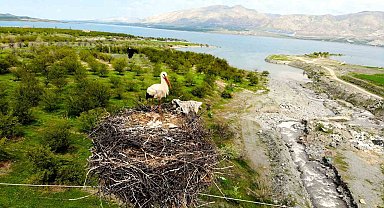 Leylekler Kale ilçesini mekan tuttu