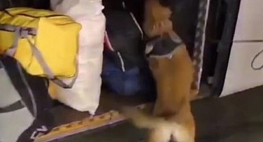 Malatya'da 29 kilo 860 gram skunk ele geçirildi