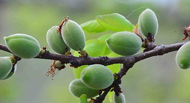 Mevsimin ilk kayısı çağlası Kale'de