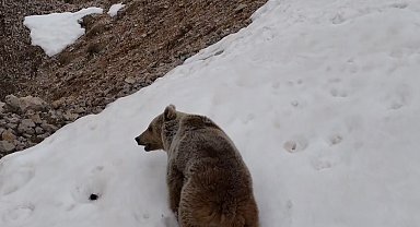 Munzur Dağlarında ayı ve dağ keçileri görüntülendi
