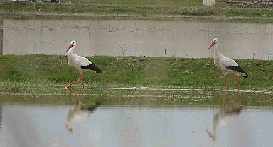 Muş Ovası, baharın müjdecisi leyleklere ev sahipliği yapıyor