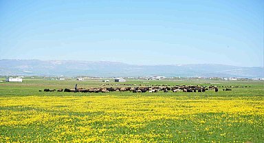 Muş'ta 40 bin TL'ye çoban bulunamıyor