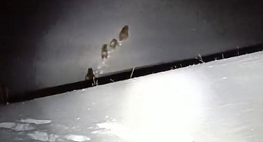 Muş'ta elektrik arızasını gideren ekipler ayılarla karşılaştı