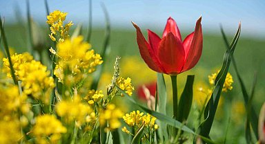 Muş'ta "lale devri" başladı