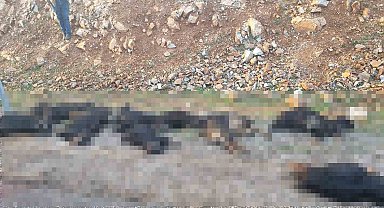 Mutki'de yıldırım düştü: 17 koyun telef oldu