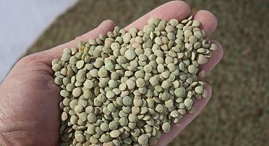 Narman Yeşil Mercimeği coğrafi işaret yolunda