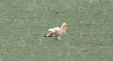 Nesli tükenme tehlikesi altındaki akbaba Kars'ta görüntülendi