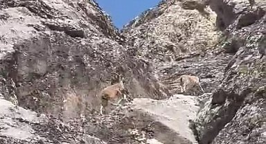 Nesli tükenme tehlikesi altındaki dağ keçileri Palu Kalesi'nde görüntülendi