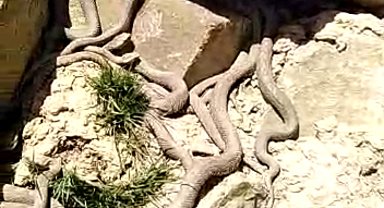 Ölümcül zehre sahip engerek yılanları sürü halinde görüntülendi