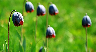Palandöken'de Kaf Laleleri açtı