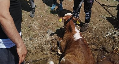 Sahibinin elinden kaçarak baraja düşen dana kurtarıldı