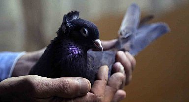 Sahibinin ömrünü uzatan güvercin