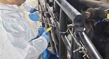 ŞAP hastası 29 hayvan Elazığ'da yakalandı, sahibine 199 bin lira ceza kesildi