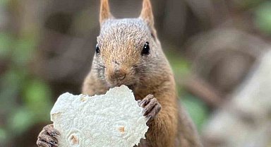 Sincabı kendi elleri ile besledi